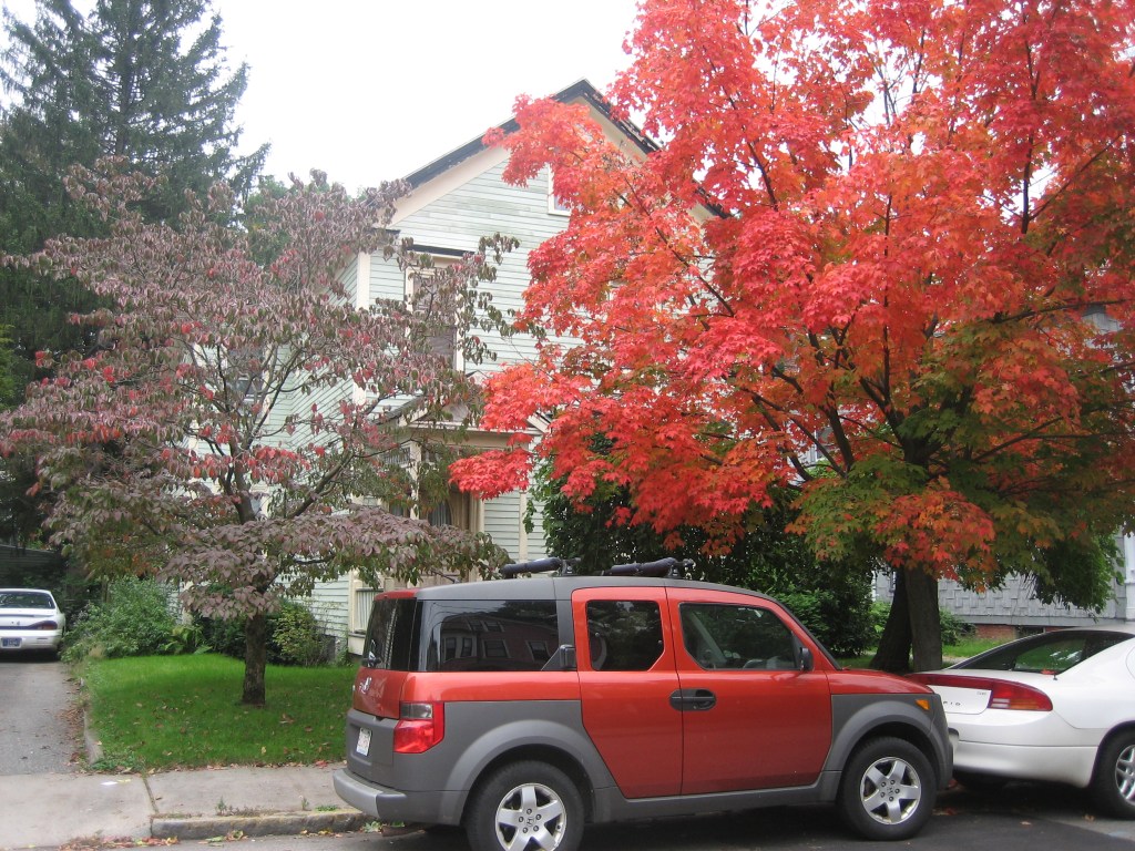 Fall foliage-colored car
