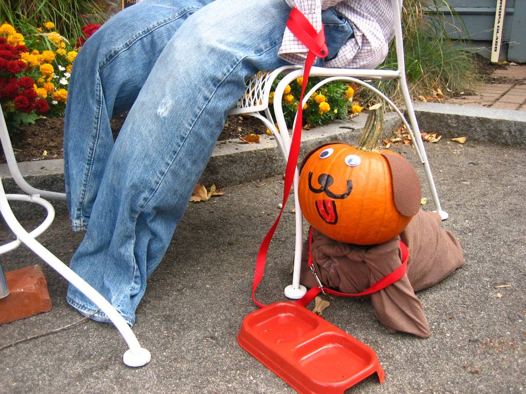 Pumpkin dog